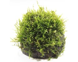 Moerings Halve cocosnoot met javamos Waterplant