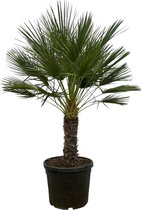 Chamaerops Humilis op stam - Palmboom - Palm - 180 cm - Ø45cm