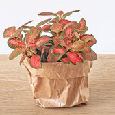 NatureNest - Mozaiekplant - Fittonia Oranje - Roze - Ruby Lime - 1 Stuk - 8 cm