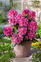 NatureNest - Sierheester - Rhododendron Cosmopolitan - 3 Stuks - 38 cm