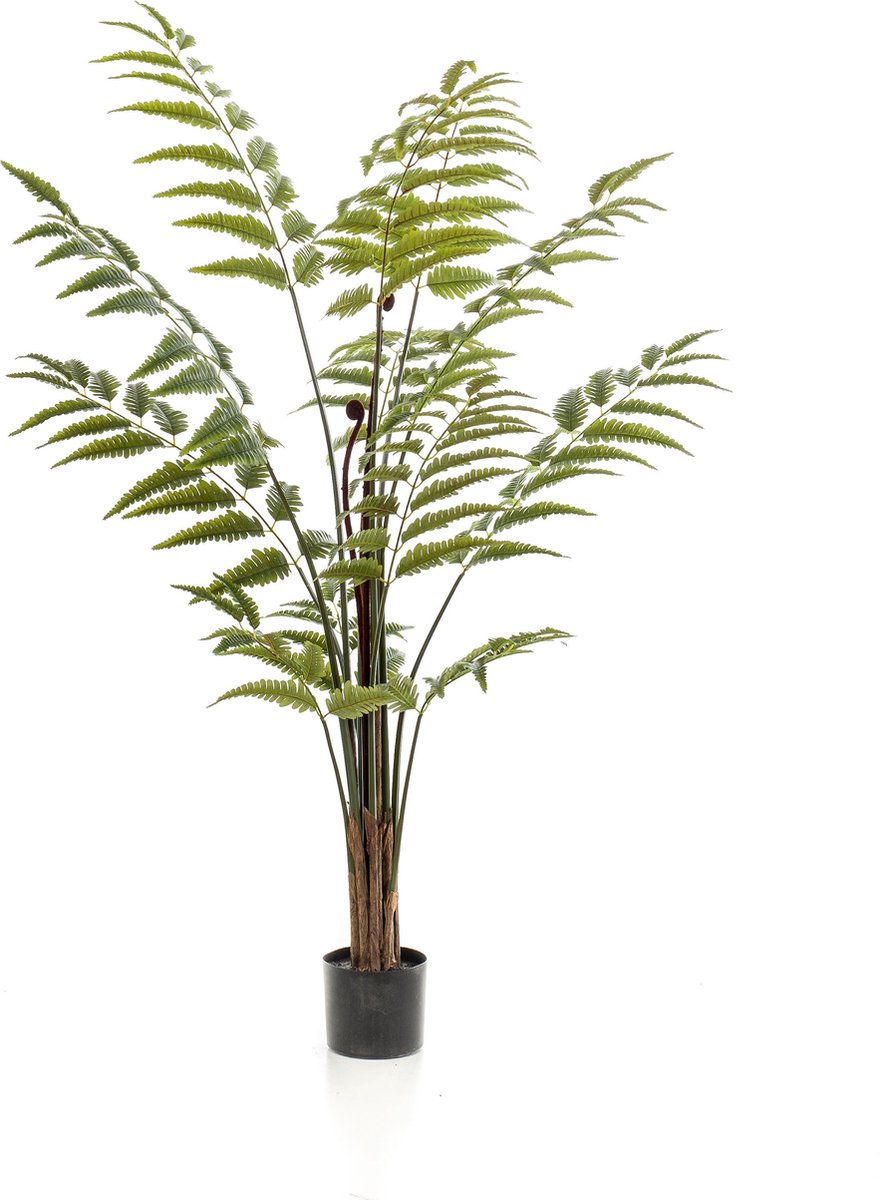 MaatShopXL Kunstplant Rumohra Adiantiformis Ledervaren