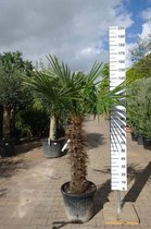 Winterharde palmboom - Trachycarpus Fortunei - Stamhoogte 90 cm, totaal 190 cm hoog