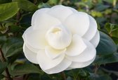 Camellia Japonica Wit - 3 Planten - Winterharde Japanse Rozen - Hoogte 25-40cm - Garden Select