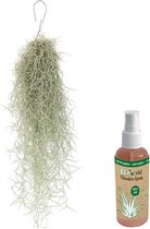 Bol.com vdvelde.com - Luchtplant Usneoides - 1 bos ca. 50 cm lang - Luchtplantjes Kamerplanten + Tillandsia spray aanbieding