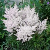 6 x Spirea Wit Bloeiend - Winterharde Tuinplant - Astilbe Astary White in 9x9cm pot met hoogte 0-10cm