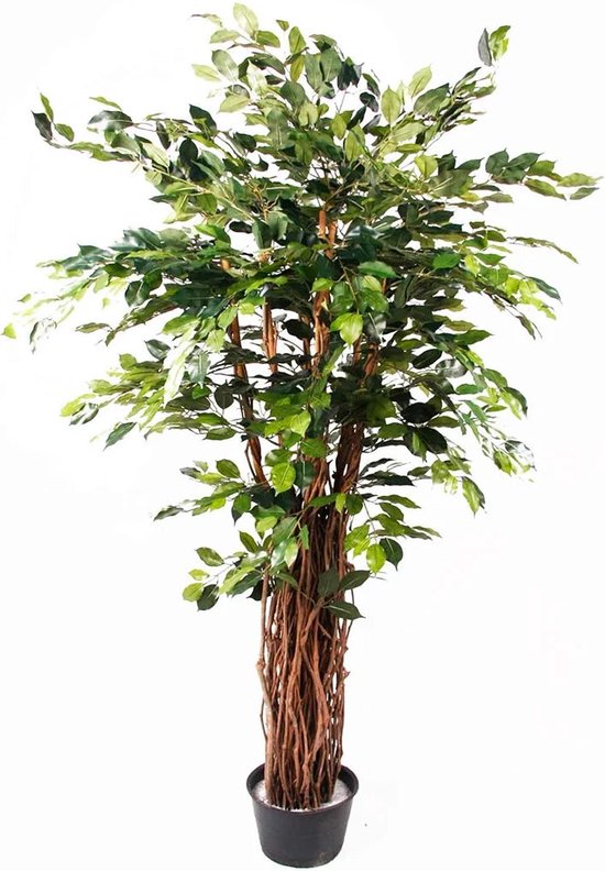 Homescapes Fiscus Benjamina 122 cm Groen