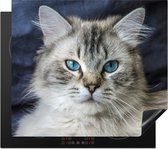 KitchenYeah® Inductie beschermer 60x52 cm - Close-up portret van een Ragdoll kat - Kookplaataccessoires - Afdekplaat voor kookplaat - Inductiebeschermer - Inductiemat - Inductieplaat mat