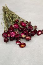 Couronne - Bundeltje gedroogde bloemen 'Helichrysum' (Dark pink)