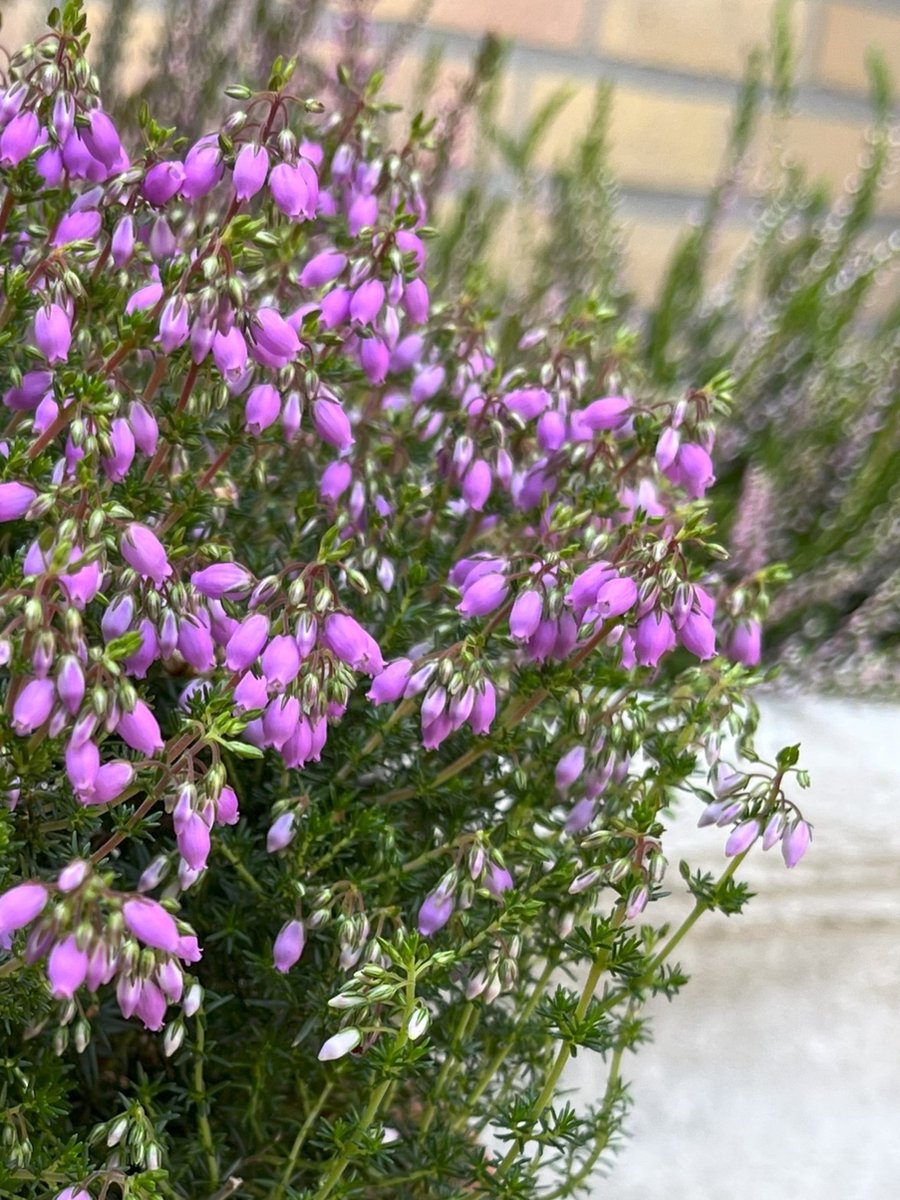 Heide Corsicaanse Roze 10 Stuks Erica terminalis P9.5 Plant Tuinplant