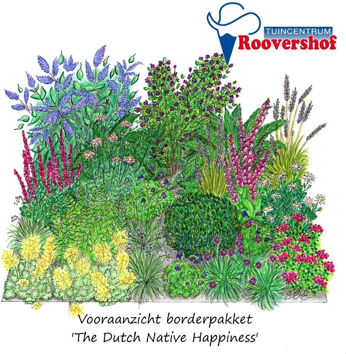 Borderpakket 'Dutch Native Happiness' - inheemse planten - 36 planten - 7-8 m²
