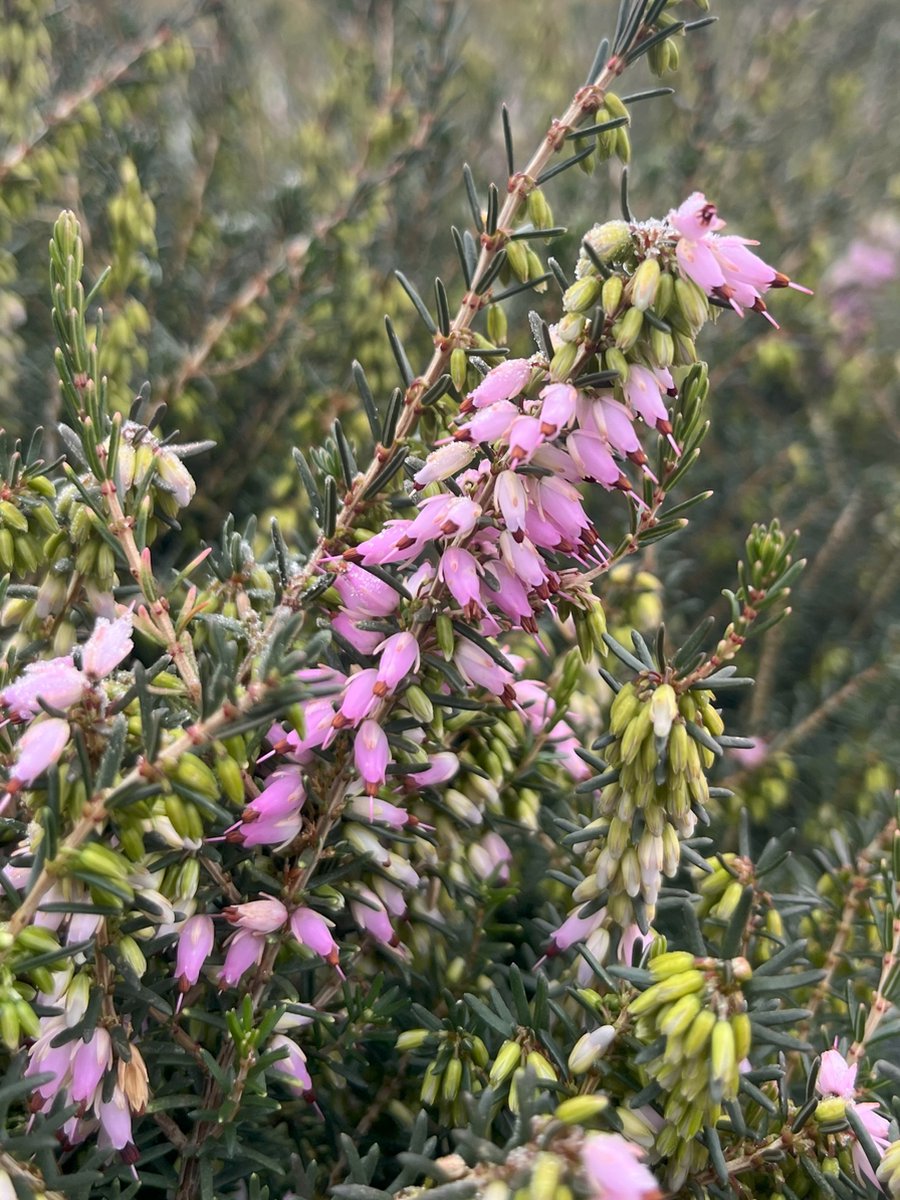 Heide Winter Roze 10 Stuks Erica darleyensis 'Furzey' P10.5 Plant Tuinplant