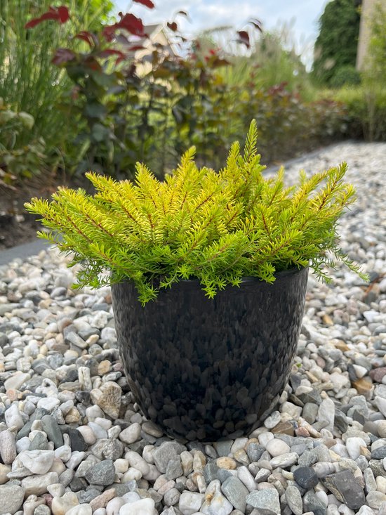 Foto: Winterheide geel roze 10 stuks erica darleyensis eva gold p9 5 plant tuinplant heide