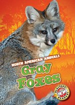North American Animals - Gray Foxes