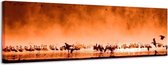 Oranje vogels - Canvas Schilderij Panorama 158 x 46 cm