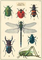 Poster Insecten - Cavallini & Co - Vintage Schoolplaat Insect Chart