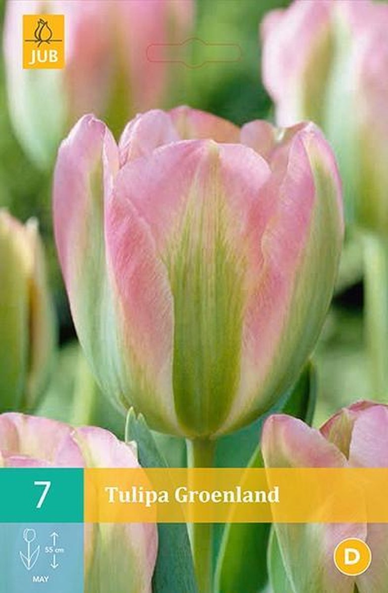 Tulipa Groenland -  Viridiflora tulp - set van 7 stuks