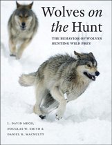 Wolves on the Hunt - The Behavior of Wolves Hunting Wild Prey