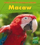 Rainforest Animals