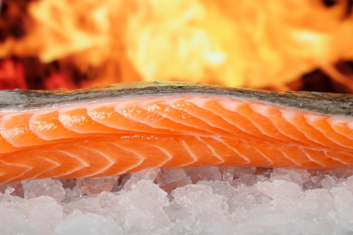 CANVASDOEK ZALM Wanddecoratie | 90 CM x 60 CM | Canvas | Foto op canvas | Aan de muur | BB