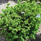 Picea Abies 'Little Gem' - Epicea 20-25 cm pot