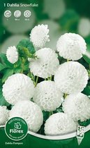 Dahlia Pompon Bloembol - Snowflake