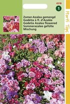 Hortitops Zaden - Godetia Whitneyi Dubbel Azaleabloemig Gem.