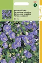 Hortitops Seeds - Campanula Carpatica Blue