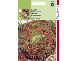 foto van Hortitops Zaden - Krulsla Lollo Rossa