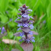 6 x Ajuga Reptans - Kruipend Zenegroen Pot 9x9Cm