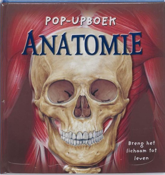 Pop-upboek Anatomie met een schedel vooraan op een rode achtergrond van spieren.