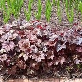 Heuchera micrantha 'Palace Purple' - Purperklokje