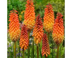 3 x Kniphofia 'Alcazar' - Vuurpijl pot 9x9cm