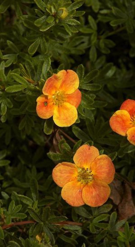 Potentilla Fruticosa 'Red Ace' - Potentille arbustive 'Red Ace' 25-30 cm pot
