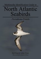 Pterodroma Petrels: North Atlantic Seabirds