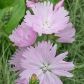 6 x Sidalcea 'Elsie Heugh' - Griekse Malva pot 9x9cm, roze bloemen en langbloeiend