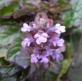 6 x Ajuga Reptans 'Atropurpurea ' - Kruipend Zenegroen - Pot 9x9 cm