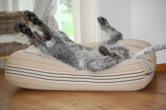 Coussin Dog's Companion Dog - XS - 55 x 45 cm - Rayure champêtre