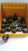 6 Mini Cactus Plantjes. Mix. Baby plantjes. Kantoor Huiskamer Cadeau