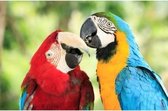 Dieren magneet 3D papegaaien