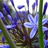 6 x Agapanthus 'Blue Triumphator' - Tuberoos/Afrikaanse lelie - Pot 9x9 cm - Blauwe bloemen in overvloed voor een prachtige uitstraling
