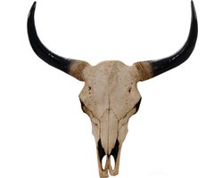 Stieren schedel 64 cm Natuur