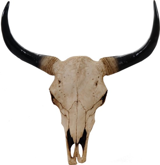 Stieren schedel 64 cm Natuur