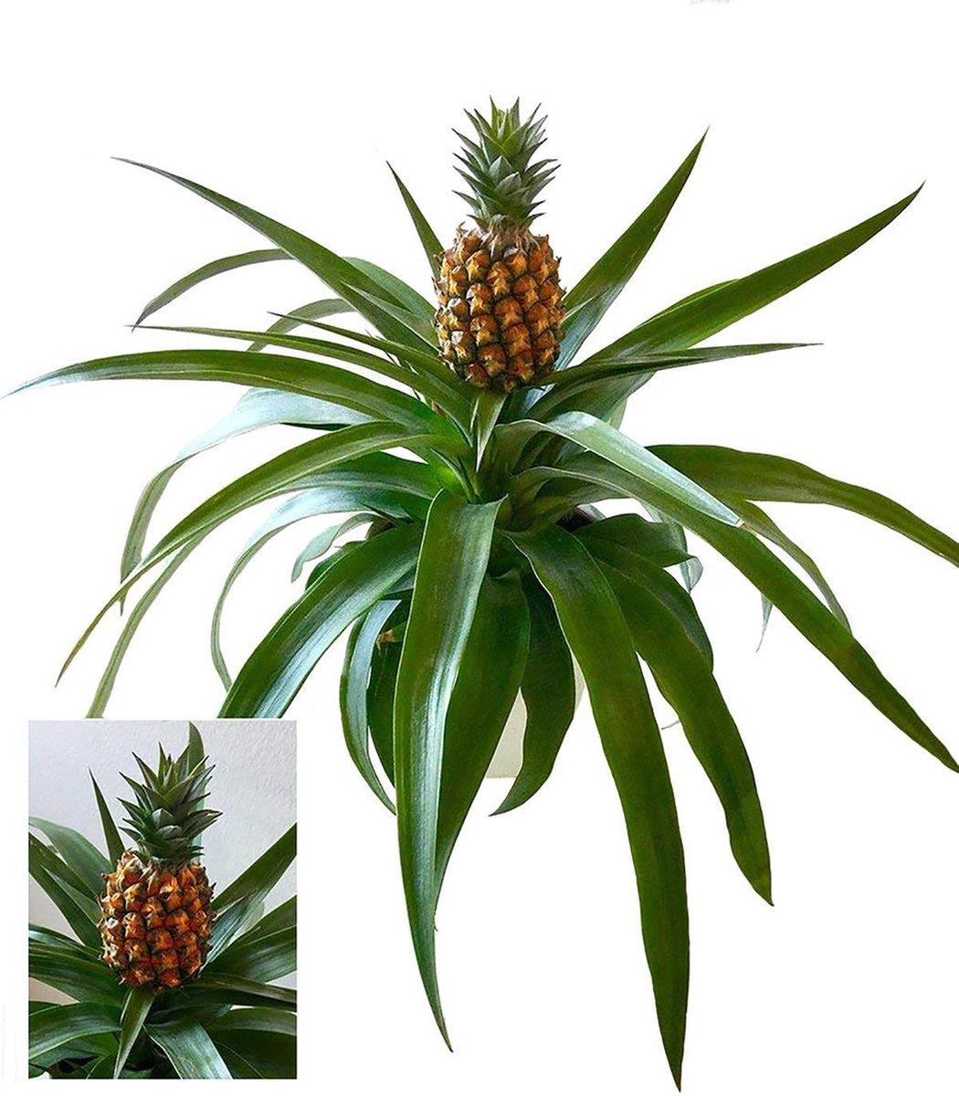 Methode long kaas Ananas Plant Bromelia Anti Snurk Plant Spongebob slaapkamer huiskamer  kantoor | bol.com