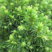 Picea Glauca 'Alberta Globe' - Épinette blanche 15-20 cm pot