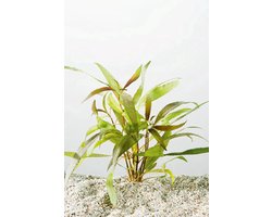 Moerings Typha Angustifolia | Kleine Lisdodde | In 25CM Mand Kant en Klaar