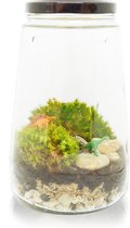 Inspicle Ecosysteem Dino - 15x25 Cm - Transparant