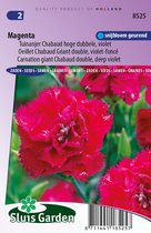 Sluis Garden - Tuinanjer, Anjer Chabaud Magenta (Dianthus)