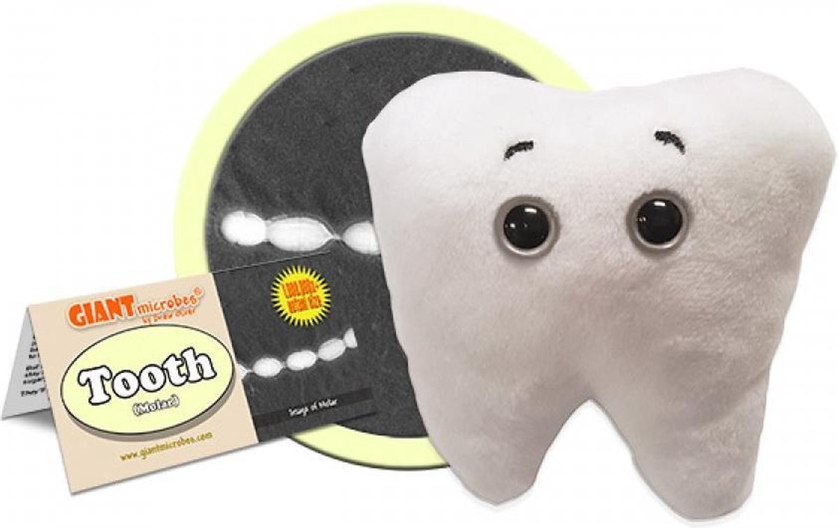 Tooth (Molar)