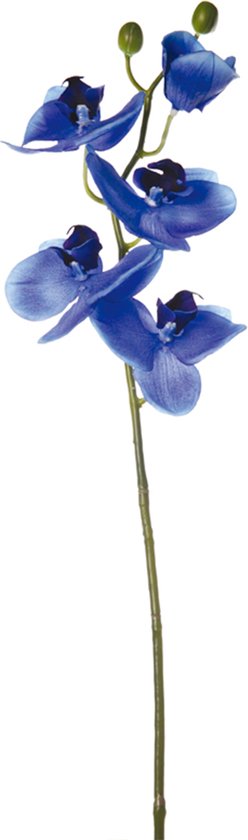 Blauwe phalaenopsis orchideestam H47