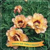 Plantenboetiek.nl | Paeonia Itoh 'Callie's Memory' - Pioenroos - Ø21cm - Hoogte 35cm - Tuinplant